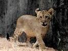 cub lion